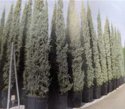 Cupressus arizonica 'Fastigiata'