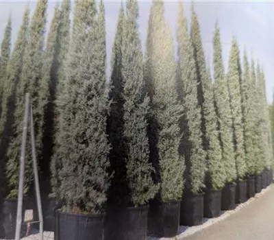 Cupressus arizonica 'Fastigiata'