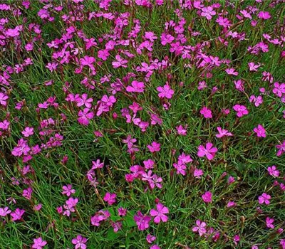 Dianthus deltoides