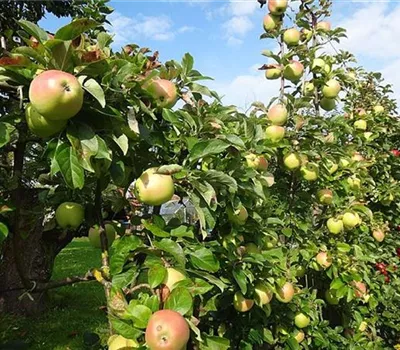 Malus (Apfel) 'Glockenapfel'