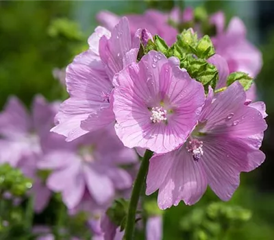 Malva moschata