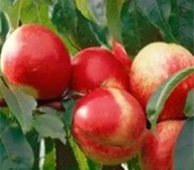 Prunus (Nektarine) 'Nectarella