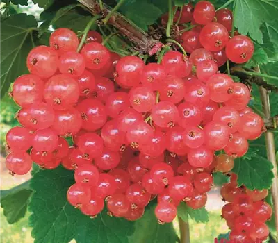 Ribes (Johannisbeere) 'Rosalinn'