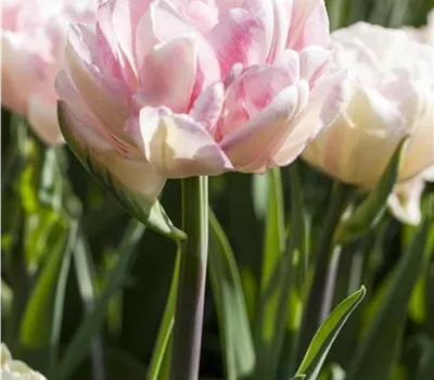 Tulipa 'Foxtrot'