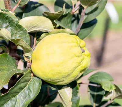 Cydonia (Quitte) 'Cydopom'