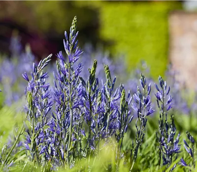 Camassia leichtlinii