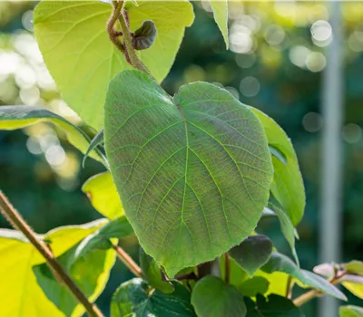 Actinidia deliciosa