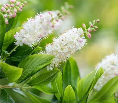 Clethra alnifolia