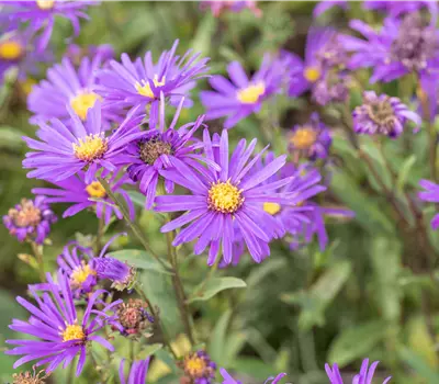 Aster amellus 'Mira'