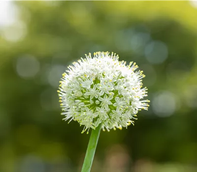 Allium 'Mount Everest'
