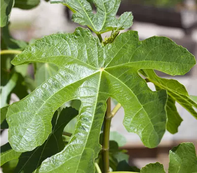 Ficus carica 'Noire de Caromb'