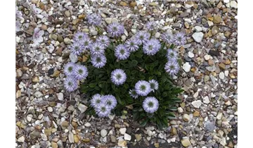 Herzblättrige Kugelblume