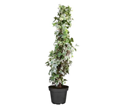 Hedera helix 'Glacier'
