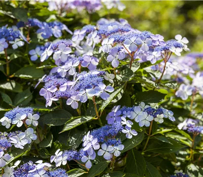 Hydrangea macrophylla 'Blue Wave'