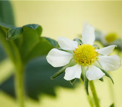 Fragaria 'Elan'