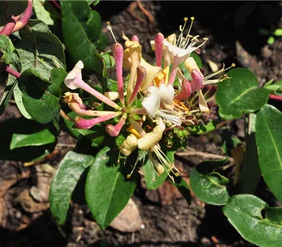 Lonicera periclymenum