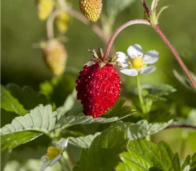 Fragaria (Erdbeere) 'Rubin'