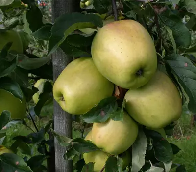 Malus (Apfel) 'Glockenapfel'