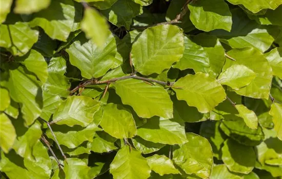 Fagus sylvatica 'Dawyck Gold'