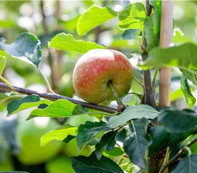 Malus (Apfel) 'James Grieve'