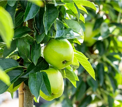 Malus (Apfel) 'Lambada'