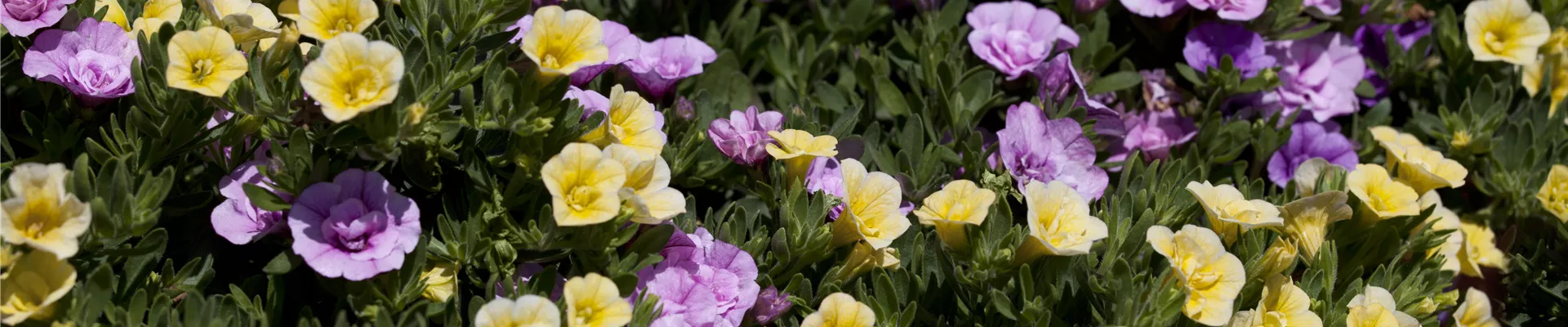 Calibrachoa Calibrachoa
