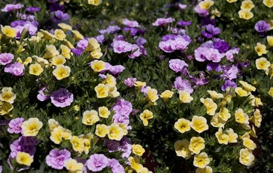 Farbe bekennen macht im Garten richtig Spass! Farbe bekennen macht im Garten richtig Spass!