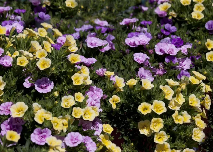 Farbe bekennen macht im Garten richtig Spass!