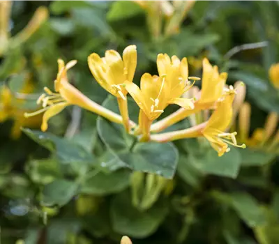 Lonicera heckrottii (x)