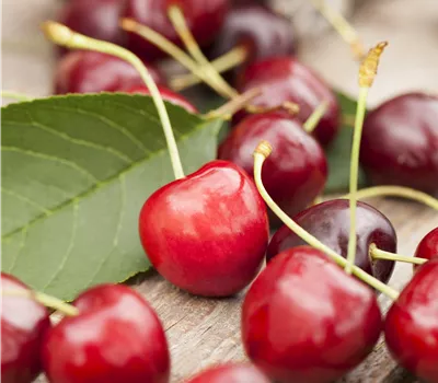 Prunus (Kirsche) 'Sweetheart'