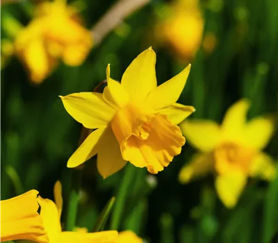 Narcissus 'Tête à Tête'