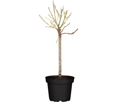 Prunus (Nektarine) 'Nectarella