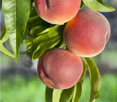 Prunus (Pfirsich) 'Royal Glory'