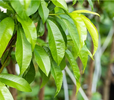 Prunus (Pfirsich) 'Kernechter vom Vorgebirge'