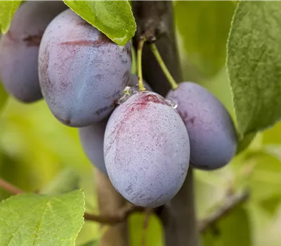 Prunus (Zwetschge) 'Basler Hauszwetschge'