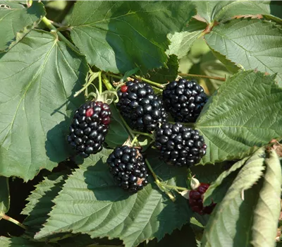 Rubus (Brombeere) 'Theodor Reimers'
