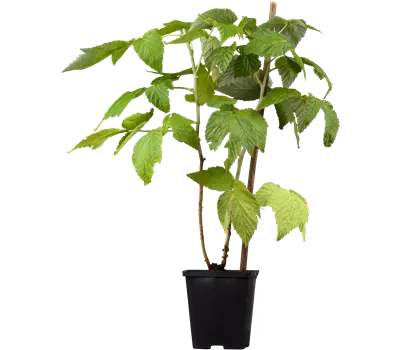 Rubus (Himbeere) 'Fallgold'