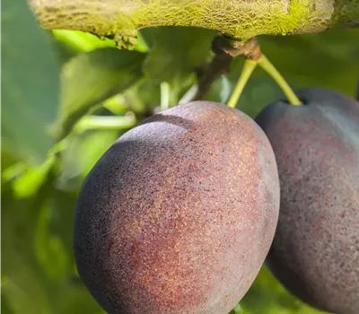 Prunus (Zwetschge) 'Haroma'