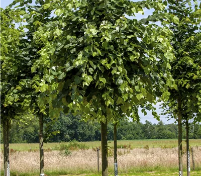 Tilia tomentosa 'Silver Globe'