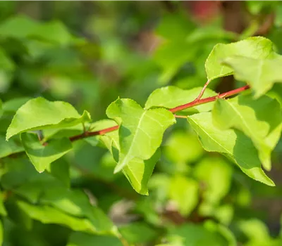 Prunus (Aprikose) 'Mia'