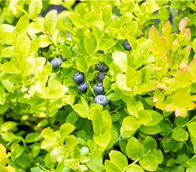 Vaccinium (Waldheidelbeere) 'Sinikka'