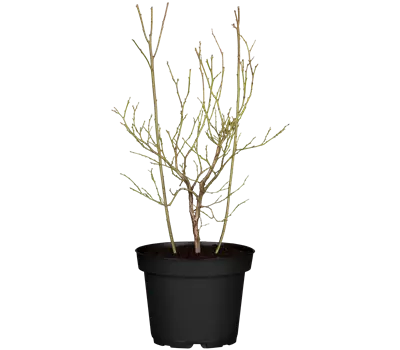 Vaccinium corymbosum 'Pink Lemonade'