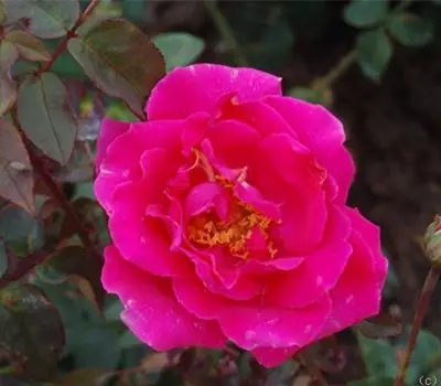 Rosa (Teehybride) 'Bern'