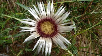 Carlina acaulis inflorescence Wikimedia Bild 001.jpg
