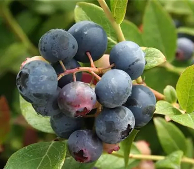 Vaccinium (Kulturheidelbeere) 'Brigitta Blue'