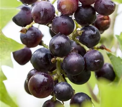 Vitis (Hybridrebe) 'Magliasina'