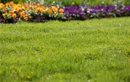 Frühjahrskur für den Rasen – endlich wieder durchatmen Frühjahrskur für den Rasen – endlich wieder durchatmen