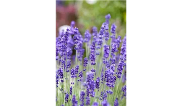 Lavendel
