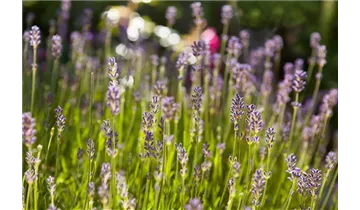 Lavendel