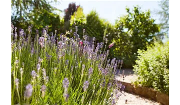 Lavendel
